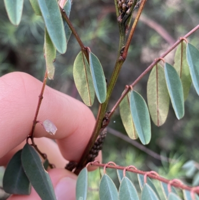 Indigofera australis subsp. australis (Australian Indigo) at Aranda, ACT - 18 Aug 2022 by NedJohnston