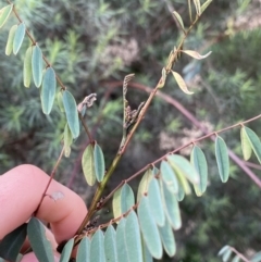 Indigofera australis subsp. australis at Aranda, ACT - 18 Aug 2022