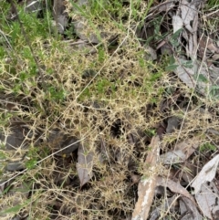 Stellaria pungens at Aranda, ACT - 18 Aug 2022 10:35 AM