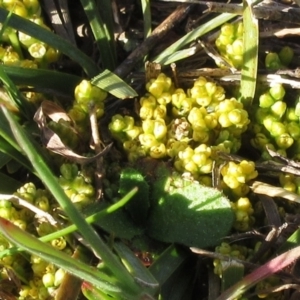 Lomandra bracteata at Molonglo Valley, ACT - 4 Sep 2022