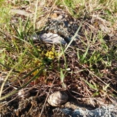 Lomandra bracteata at Molonglo Valley, ACT - 4 Sep 2022