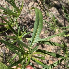 Solanum linearifolium (Kangaroo Apple) at O'Connor Ridge to Gungahlin Grasslands - 3 Sep 2022 by NedJohnston