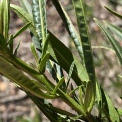 Solanum linearifolium at Lyneham, ACT - 3 Sep 2022