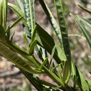 Solanum linearifolium at Lyneham, ACT - 3 Sep 2022 01:39 PM