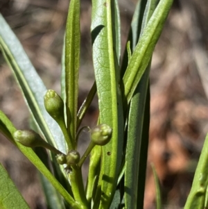 Solanum linearifolium at Lyneham, ACT - 3 Sep 2022