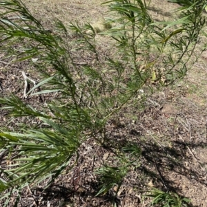 Solanum linearifolium at Lyneham, ACT - 3 Sep 2022 01:39 PM