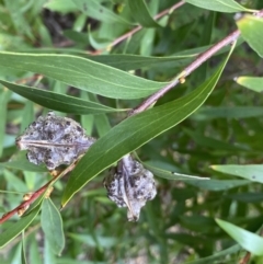 Hakea salicifolia (Willow-leaved Hakea) at O'Connor Ridge to Gungahlin Grasslands - 3 Sep 2022 by NedJohnston