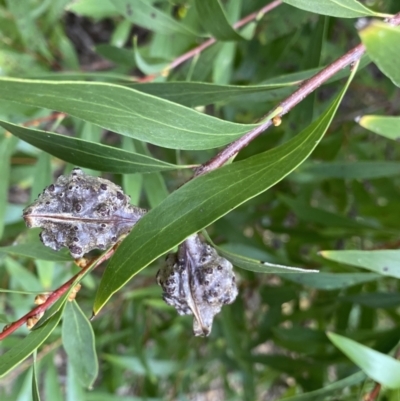 Hakea salicifolia (Willow-leaved Hakea) at O'Connor Ridge to Gungahlin Grasslands - 3 Sep 2022 by NedJohnston