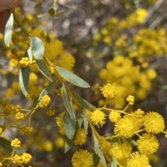 Acacia buxifolia subsp. buxifolia (Box-leaf Wattle) at O'Connor Ridge to Gungahlin Grasslands - 3 Sep 2022 by NedJohnston