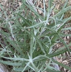 Senecio quadridentatus (Cotton Fireweed) at O'Connor Ridge to Gungahlin Grasslands - 3 Sep 2022 by Ned_Johnston