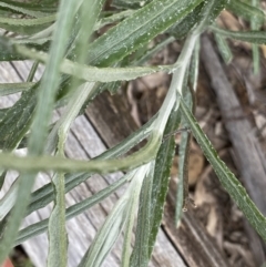 Senecio quadridentatus at Kaleen, ACT - 3 Sep 2022