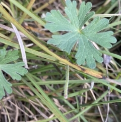 Geranium solanderi (Native Geranium) at O'Connor Ridge to Gungahlin Grasslands - 3 Sep 2022 by Ned_Johnston
