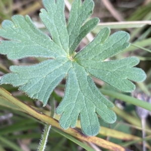 Geranium solanderi at Lyneham, ACT - 3 Sep 2022