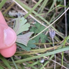 Geranium solanderi at Lyneham, ACT - 3 Sep 2022