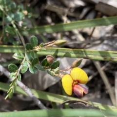 Bossiaea buxifolia (Matted Bossiaea) at Kaleen, ACT - 3 Sep 2022 by Ned_Johnston