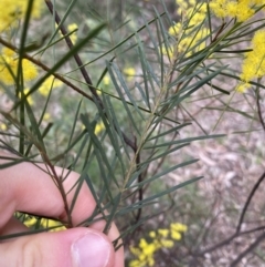 Acacia boormanii (Snowy River Wattle) at O'Connor Ridge to Gungahlin Grasslands - 3 Sep 2022 by NedJohnston