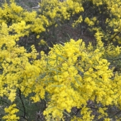 Acacia boormanii at Lyneham, ACT - 3 Sep 2022