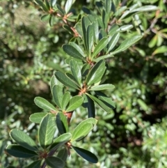 Pyracantha fortuneana (Firethorn) at O'Connor Ridge to Gungahlin Grasslands - 3 Sep 2022 by Ned_Johnston