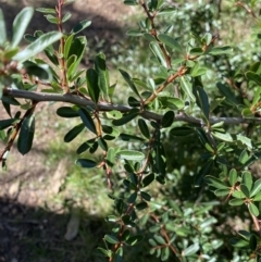 Pyracantha fortuneana at Lyneham, ACT - 3 Sep 2022