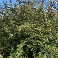 Pyracantha fortuneana at Lyneham, ACT - 3 Sep 2022