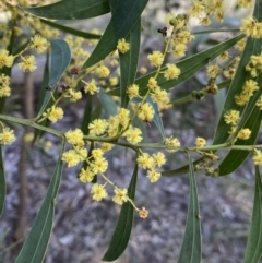 Acacia rubida (Red-stemmed Wattle, Red-leaved Wattle) at O'Connor Ridge to Gungahlin Grasslands - 3 Sep 2022 by Ned_Johnston