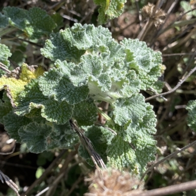 Marrubium vulgare (Horehound) at Lyneham, ACT - 3 Sep 2022 by Ned_Johnston