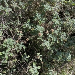 Marrubium vulgare at Lyneham, ACT - 3 Sep 2022