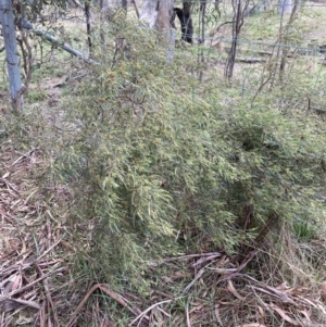 Dodonaea viscosa subsp. angustissima at Campbell, ACT - 2 Sep 2022 10:03 AM