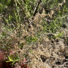 Cassinia sifton (Sifton Bush, Chinese Shrub) at O'Connor Ridge to Gungahlin Grasslands - 3 Sep 2022 by Ned_Johnston