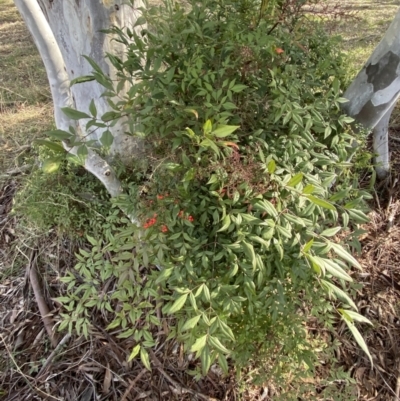 Nandina domestica (Sacred Bamboo) at O'Connor Ridge to Gungahlin Grasslands - 3 Sep 2022 by Ned_Johnston