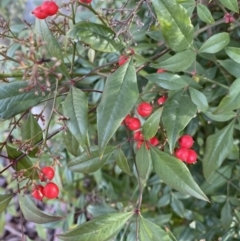 Nandina domestica at Lyneham, ACT - 3 Sep 2022 01:36 PM