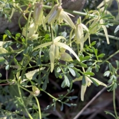 Clematis leptophylla (Small-leaf Clematis, Old Man's Beard) at O'Connor Ridge to Gungahlin Grasslands - 3 Sep 2022 by NedJohnston