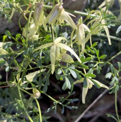 Clematis leptophylla (Small-leaf Clematis, Old Man's Beard) at Lyneham, ACT - 3 Sep 2022 by Ned_Johnston