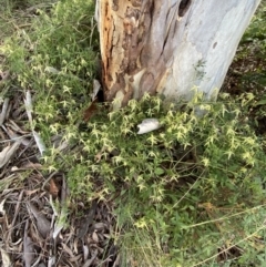 Clematis leptophylla at Lyneham, ACT - 3 Sep 2022