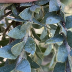 Acacia vestita at Lyneham, ACT - 3 Sep 2022 01:33 PM