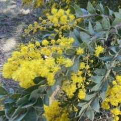 Acacia vestita at Lyneham, ACT - 3 Sep 2022 01:33 PM