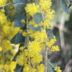 Acacia vestita at Lyneham, ACT - 3 Sep 2022 01:33 PM