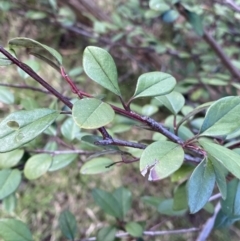 Cotoneaster pannosus (Cotoneaster) at Lyneham, ACT - 3 Sep 2022 by NedJohnston