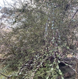 Cotoneaster pannosus at Lyneham, ACT - 3 Sep 2022