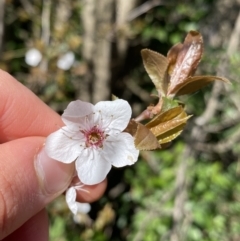 Prunus cerasifera (Cherry Plum) at O'Connor Ridge to Gungahlin Grasslands - 3 Sep 2022 by Ned_Johnston