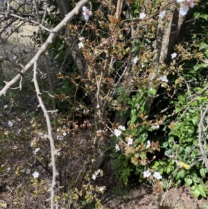 Prunus cerasifera at Lyneham, ACT - 3 Sep 2022