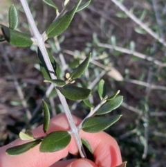 Olea europaea subsp. cuspidata (African Olive) at Lyneham, ACT - 3 Sep 2022 by NedJohnston