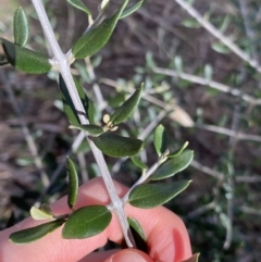 Olea europaea subsp. cuspidata (African Olive) at Lyneham, ACT - 3 Sep 2022 by Ned_Johnston