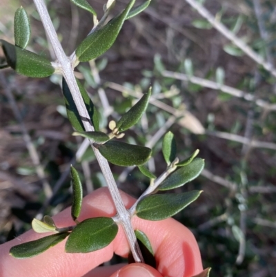 Olea europaea subsp. cuspidata (African Olive) at Lyneham, ACT - 3 Sep 2022 by NedJohnston