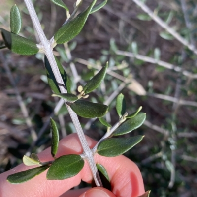 Olea europaea subsp. cuspidata (African Olive) at O'Connor Ridge to Gungahlin Grasslands - 3 Sep 2022 by Ned_Johnston