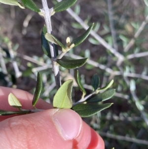 Olea europaea subsp. cuspidata at Lyneham, ACT - 3 Sep 2022 01:25 PM