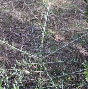 Olea europaea subsp. cuspidata at Lyneham, ACT - 3 Sep 2022 01:25 PM