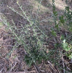 Olea europaea subsp. cuspidata at Lyneham, ACT - 3 Sep 2022 01:25 PM