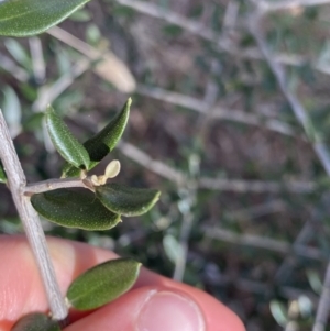 Olea europaea subsp. cuspidata at Lyneham, ACT - 3 Sep 2022 01:25 PM