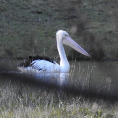 Pelecanus conspicillatus (Australian Pelican) at Burradoo, NSW - 9 Jun 2022 by GlossyGal